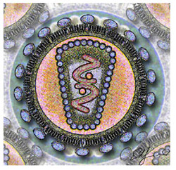 AIDS Virus