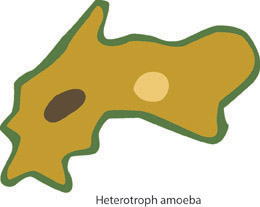 Heterotroph amoeba