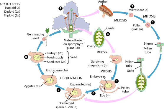 Angiosperm life cycle