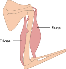A pair of antagonistic muscles