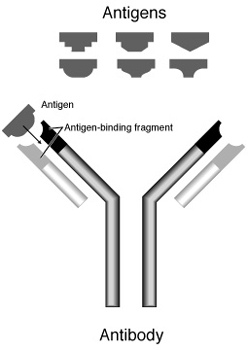 Antibody