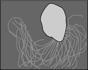 Archaebacteria