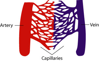 Diagram of Arteries, Capillaries and Veins