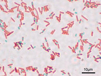 Bacillus