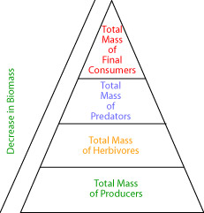 Biomass pyramid