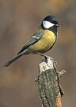Great Tit bird