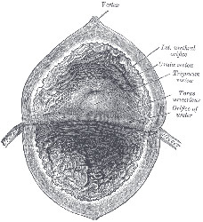 Diagram of Bladder