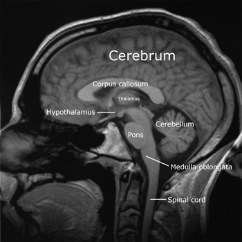 Diagram of Human Brain