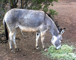 Burro