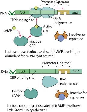 cAMP Receptor Protein