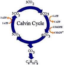 Calvin cycle