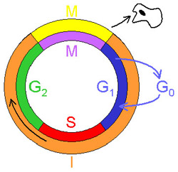 Cell cycle