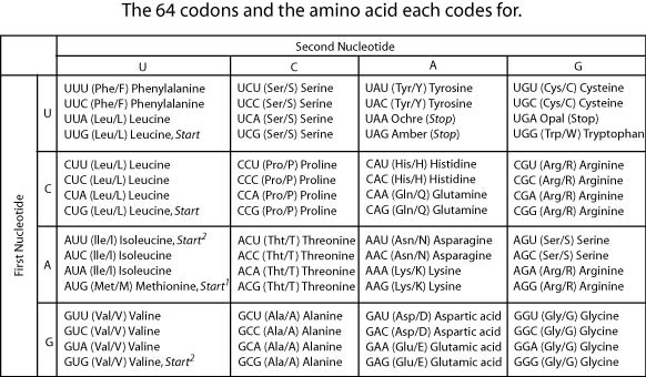 The 64 codons and the amino acid each codes for