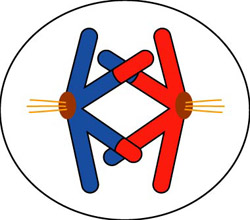 Crossing over of chromosomes