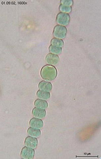 Cyanobacteria