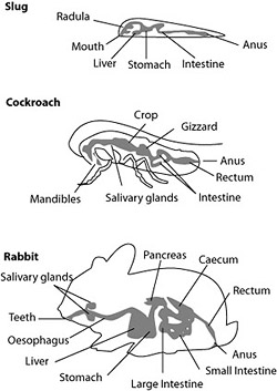 Slug, cockroach, and rabbit digestive systems