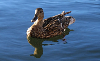 Duck