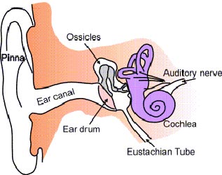 Diagram of Ear