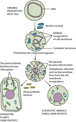 Endosymbiotic theory