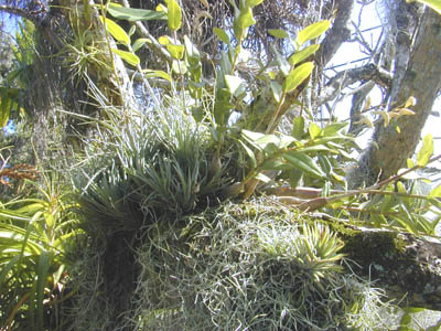 Epiphytes