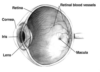 Diagram of eye