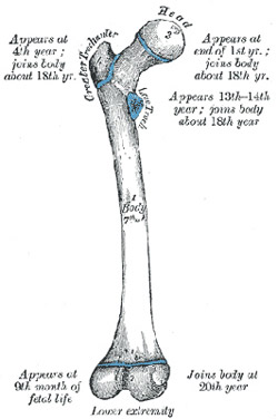 Femur diagram