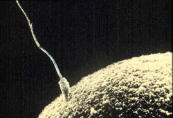 Fertilzation
