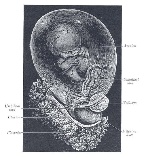The Fetus