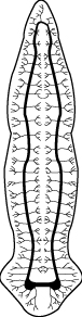 Flatworm nervous system