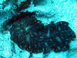 Flatworm