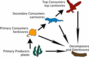 Basic food chain