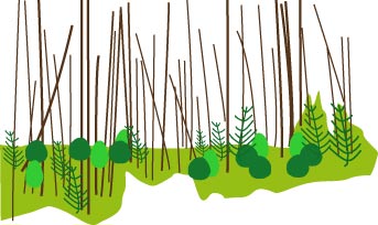 Forest fire recovery
