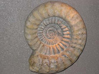 Ammonite fossil
