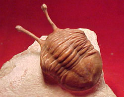 Fossil trilobyte