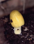 Fungus
