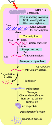 Gene expression control