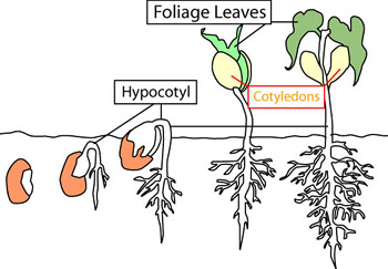 Germination of a seed