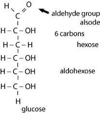 Glucose molecule