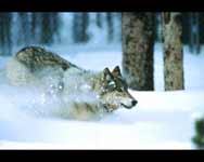 Northern gray wolf