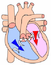 Diagram of heart's blood flow