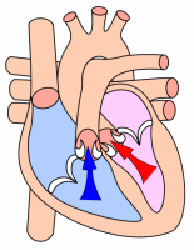 Diagram of heart's blood flow