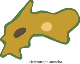 Heterotroph amoeba