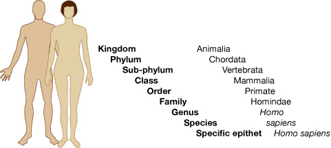 Human classification