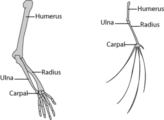 Human arm and bat wing