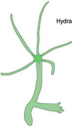 Hydra