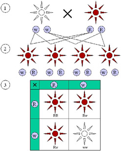 Dominant and recessive phenotypes