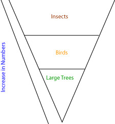 Inverted pyramid