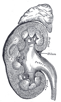 Three Kidney Sections