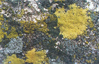 Lichens