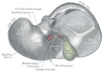 Diagram of Liver